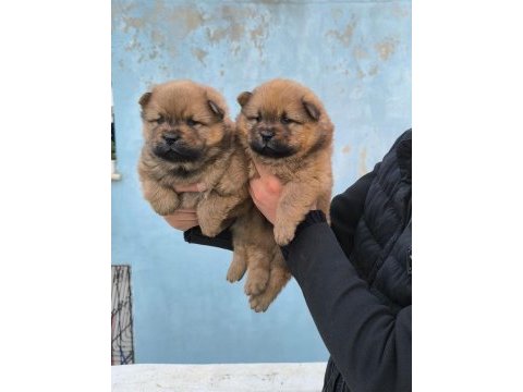 Kaliteli çin aslanı chow chow yavrular