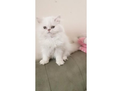 Silver point british longhair dişi