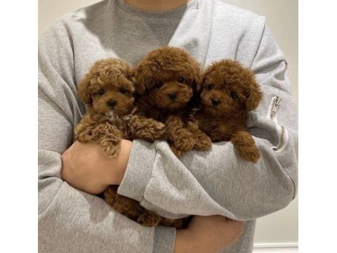 Havalı poodle patiler