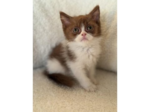 Safkan british shorthair erkek yavru