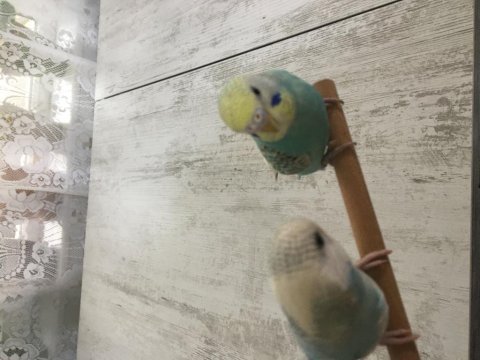 3 aylık dişi ve erkek muhabbet kuşu