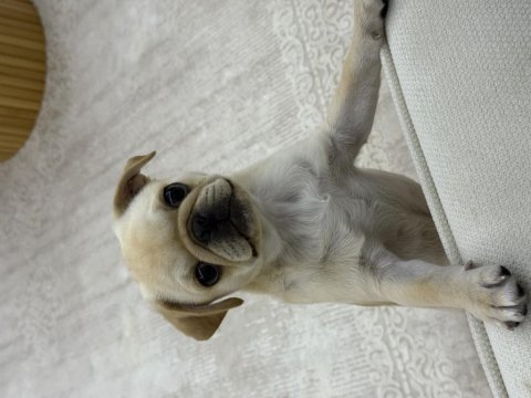 4 aylık aşıları tam dişi pug
