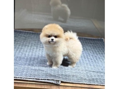 Sağlık ve ırk garantili pomeranian köpeği