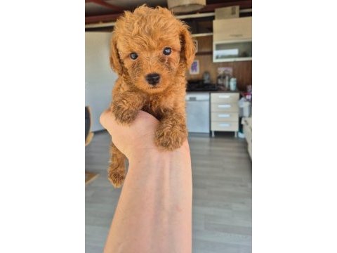 Bebek poodle