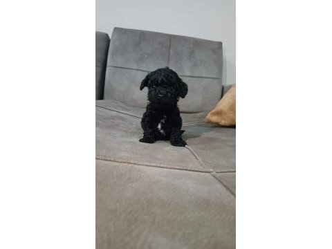 Birbirinden sevimli maltipoo yavrular