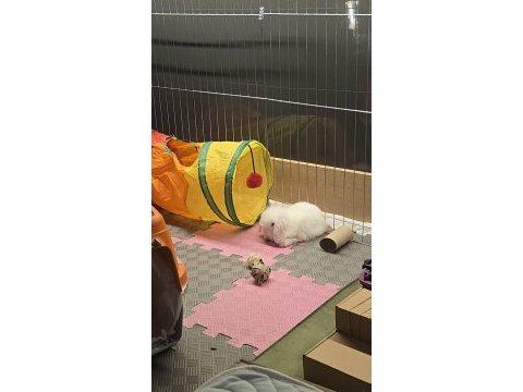 Hollanda lop tavşan bebekleri