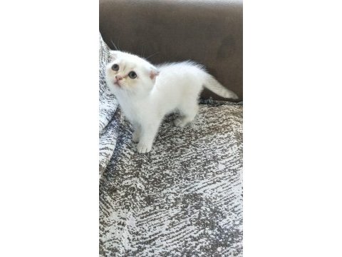 Güzel dişi yavru scottish fold