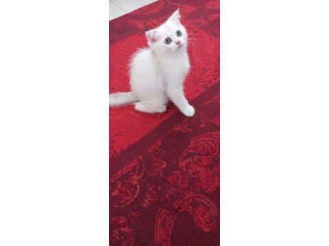 Scottish fold oğlumuza yuva arıyoruz
