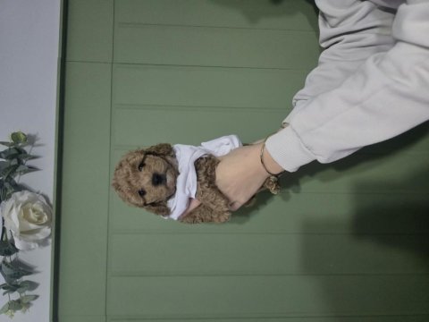 Erkek toy poodle