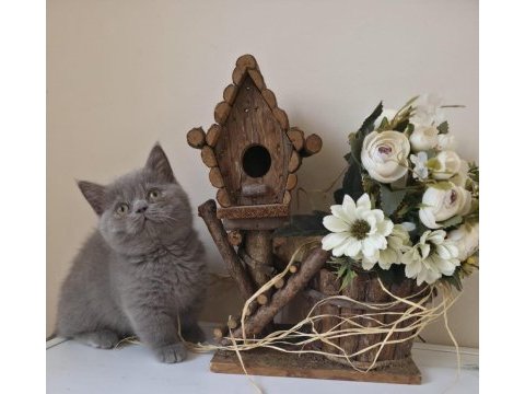 Munchkın cüce kedimiz