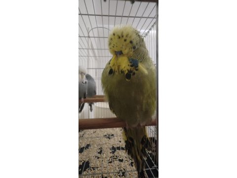 Show jumbo takım yavru muhabbet kuşu