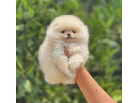 Pomeranian boo köpeği