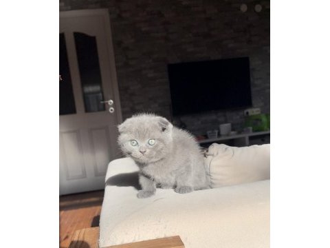 İnsan canlısı scottish fold bebekler