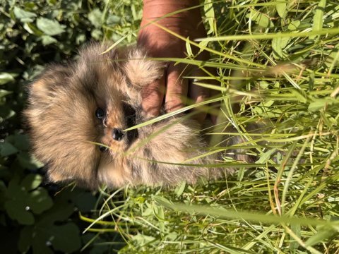 Sevimli ayı surat pomeranian boo