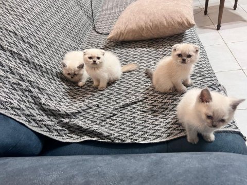 4 dişi scottish fold yuvasını bekliyor