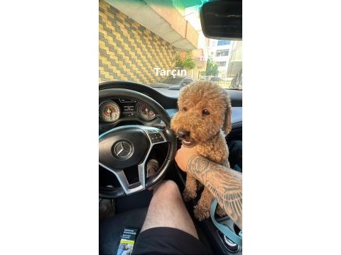 15 aylık erkek poodle ismi tarçın