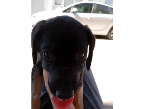 Cane corso rottweiler kırması