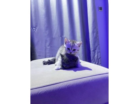 2 aylık british shorthair