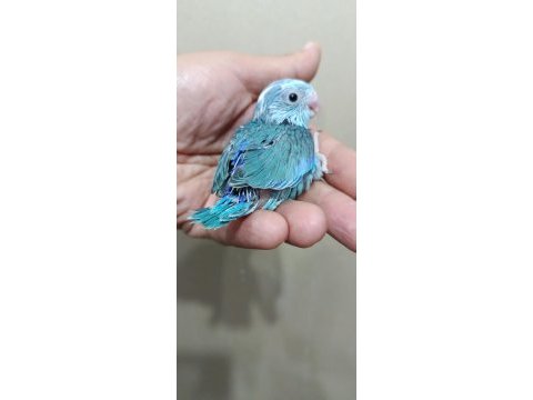 Pied erkek forpus cep papağanı