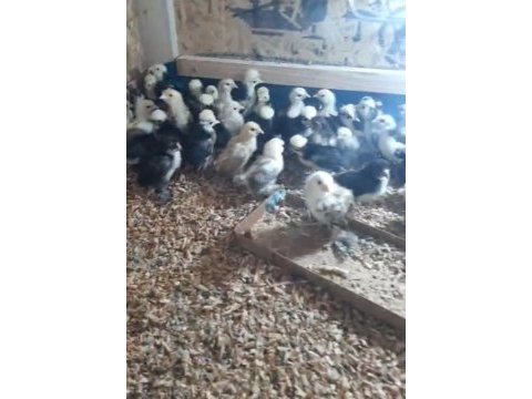 3 haftalık 5 parmak ispenç civcivler