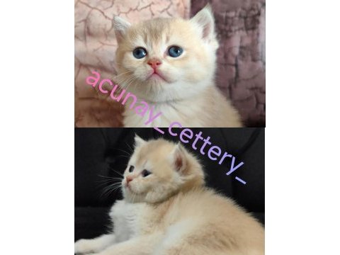 British shorthair kızımıza yeni aile arıyoruz
