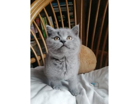 Babalık hakkımız teslime hazır british shorthair