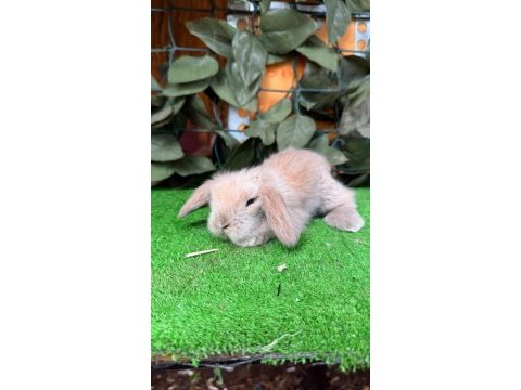 Safkan hollanda lop ve cüce tavşanlar