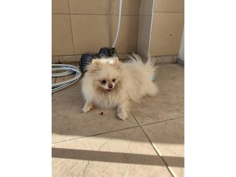 Pomeranian yavrularımız