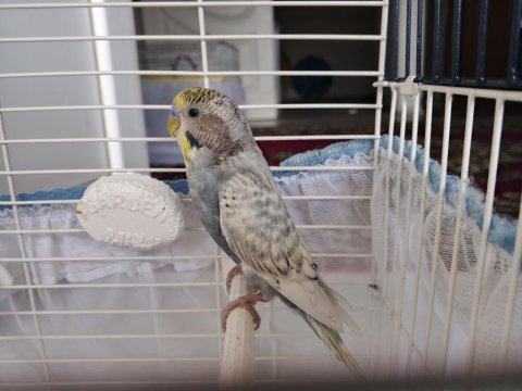 Muhabbet kuşu ve kafesi
