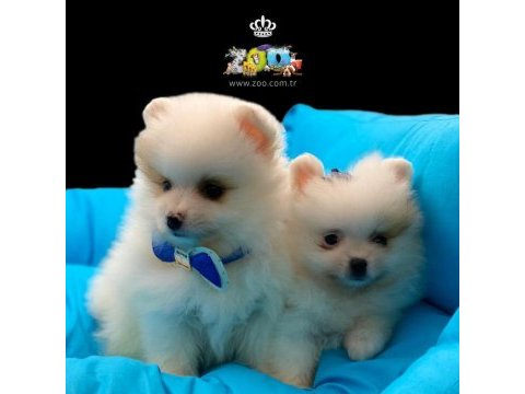 Sağlık garantili pomeranian boo yavrularımız