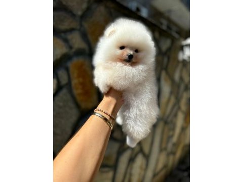 Yasal çiftlikte ziyarete açık pomeranian boo