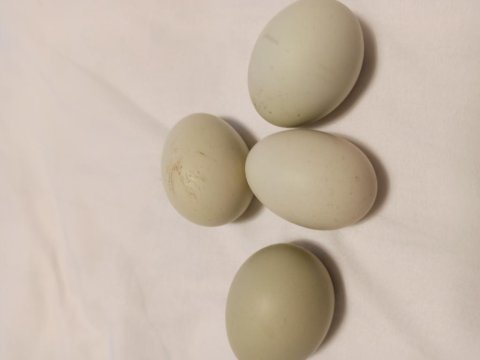 Mavi yumurta kuluçkalık
