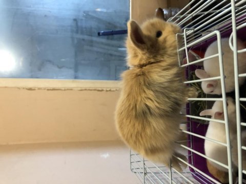 Orijinal teddy lop yavru tavşanımız sahiplendirilecek