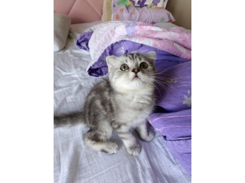 Üç aylık scottish fold ve british shorthair yavrular