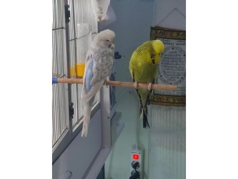 Şov jumbo takım olarak muhabbet kuşu