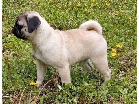 Harika pug bebekler