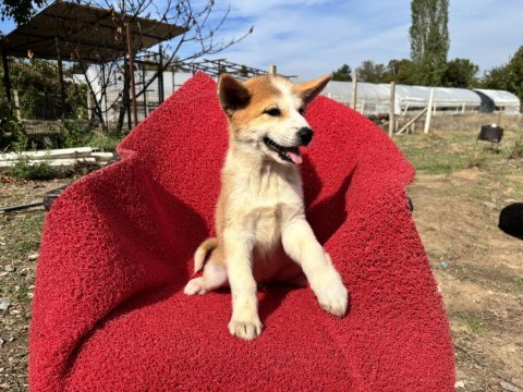 Japon akita inu