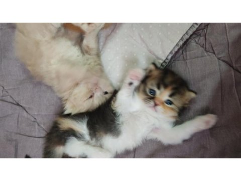 Harika iran kediler sahiplerini arıyor
