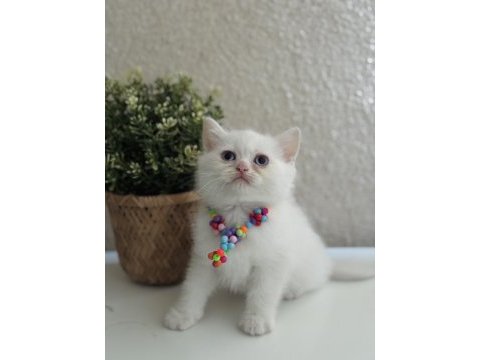 British shorthair pamuk beyazı yavrular