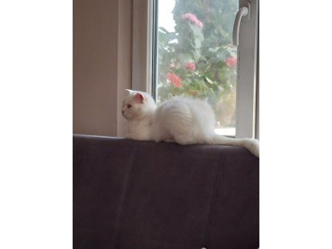 British shorthair kızımız yeni yuvasını arıyor