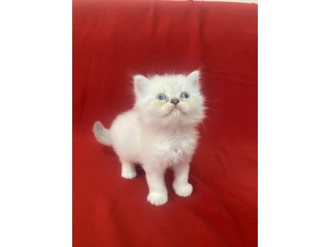 6 adet bi color silver shaded ve silver point kedimiz