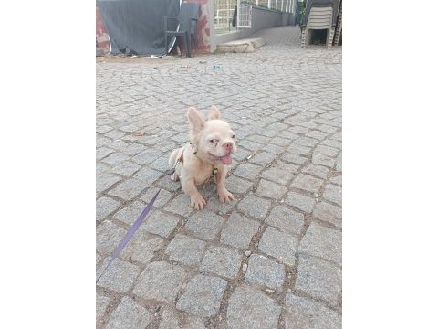 French bulldog 4 aylık