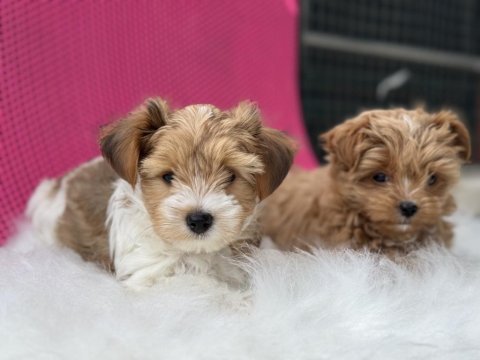 Petmode köpek çiftliğinden tea cup morkie