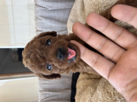 En iyi poodle benim olsun diyenlere
