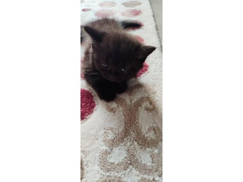 Uygun fiyatla british shorthair