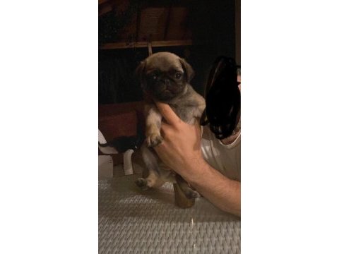 Pug bebekler