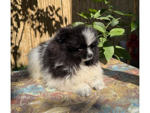 Pomeranian boo bicolor erkek uygun