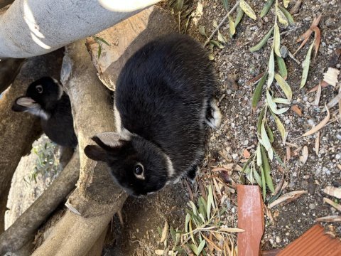 Safkan hollanda cüce tavşanları damızlık çiftler