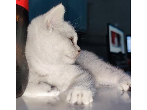 2 aylık güzeller güzeli silver tabby dişi scottish