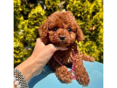 Sevimli toy poodle yavrularımız